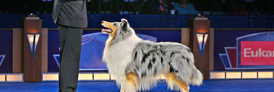 GCH Sylvan Argent Simply Irresistable - Sax - at Eukanuba 2009