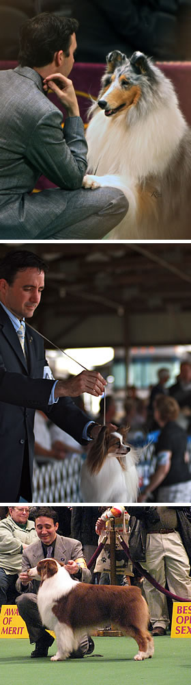 Brian at work, with 	GCH Sylvan Argent Simply Irresistable (Sax), CH Queen Bless JP World Idol (Mirian), and GCH Copperridge's Fire N Bayou Land (Rowan)