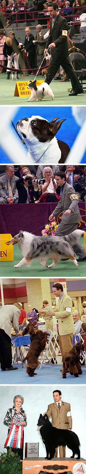 Brian at work with CH Queen Bless JP Principal Kid (Kid), GCH Gumbo-Kean's Cosmic Stargazer (Galileo), GCH Sylvan Argent Simply Irresistable (Sax), (Henry), (Kari)